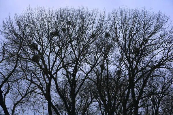 Siluetas Místicas Árboles Contra Cielo Azul Oscuro — Foto de Stock