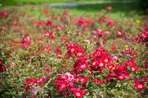 Veld met rode bloemen - wilde rozen — Stockfoto