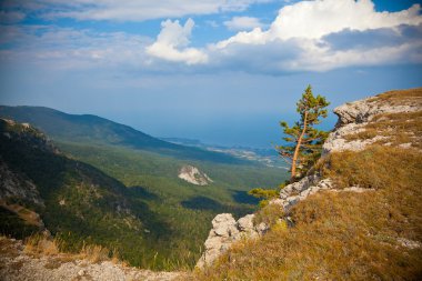 Lonely southern spruce, mountain landscape, blue sky with clouds.
