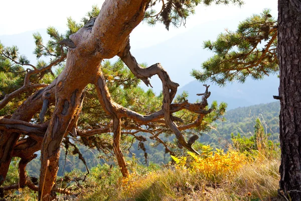 Conifères aux branches et racines sinueuses. Paysage du Sud — Photo