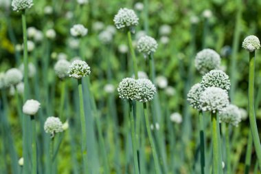 bahçede çiçek yeşil soğan