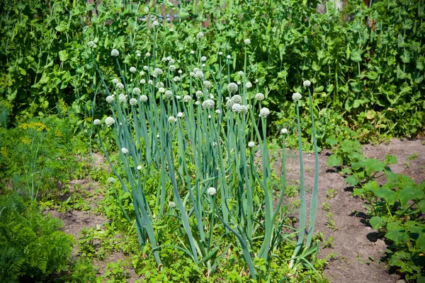 Zelené cibule, kvetoucí v zahradě — Stock fotografie