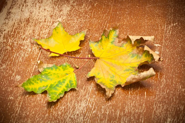 Herfst geel esdoorn bladeren op een vintage bord — Stockfoto