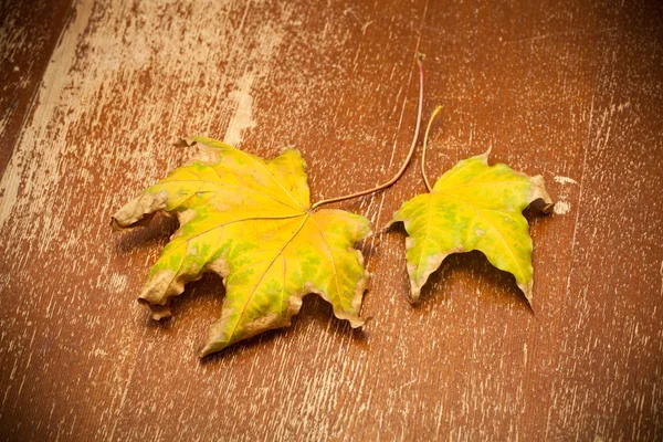 Dry autumn maple leaves yellow. Old vintage surface — Stock Photo, Image