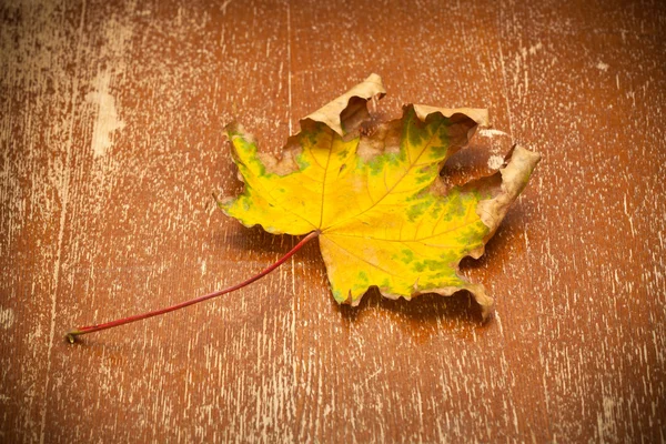 Dry autumn leaf maple yellow. Vintage style — Stock Photo, Image