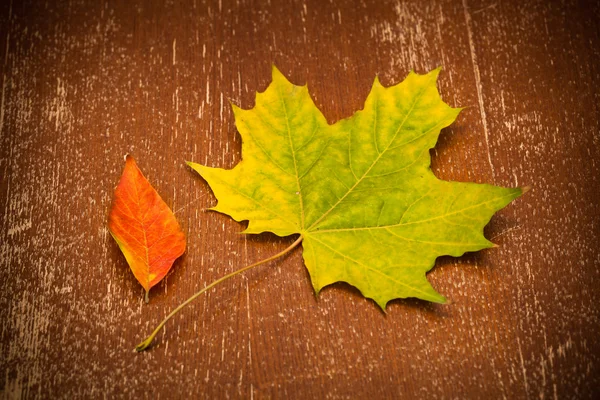 Feuilles d'érable d'automne, style vintage — Photo