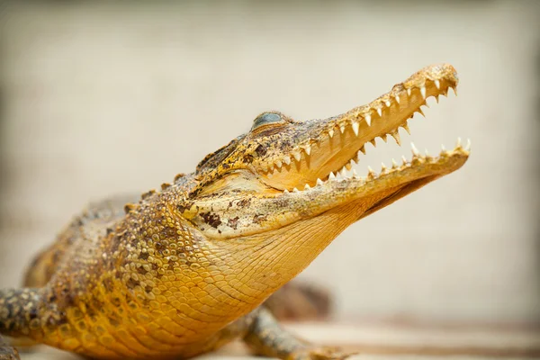 Crocodilo com boca aberta e dentes afiados close-up — Fotografia de Stock