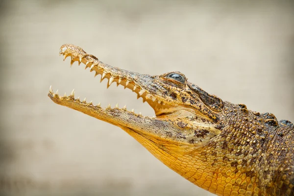 Schnauze eines Krokodils mit offenem Mund und scharfen Zähnen Nahaufnahme — Stockfoto