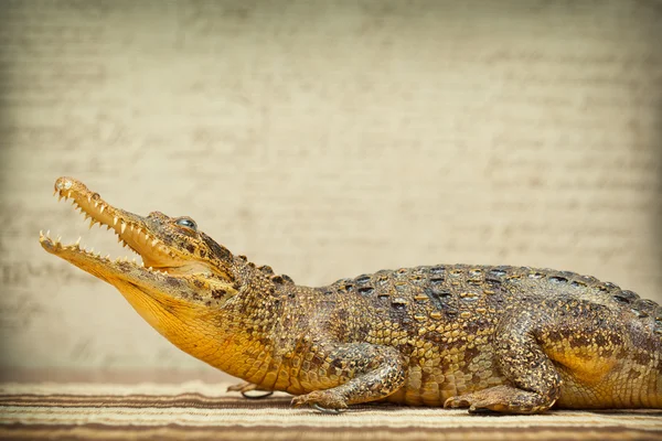 Krokodil met open mond. Foto getint in geel — Stockfoto