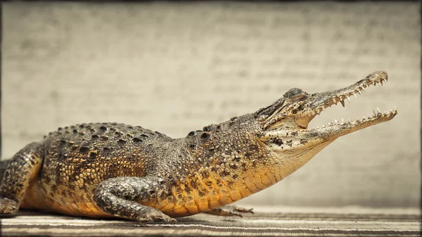 Alligatore aggressivo a bocca aperta — Foto Stock