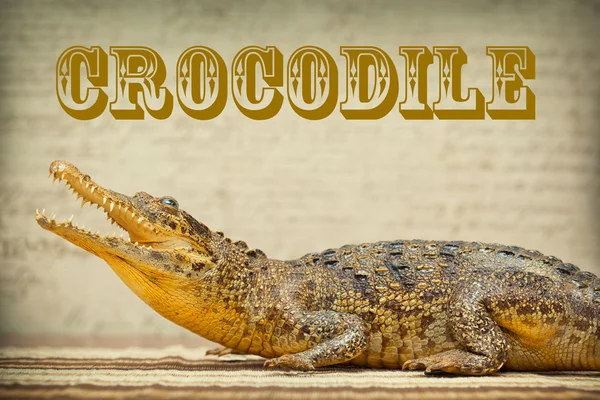 Predator krokodil, foto getint in geel — Stockfoto