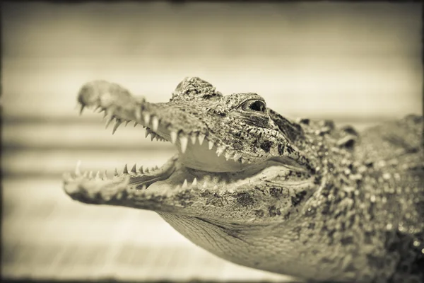 Die Kiefer eines Krokodils, Reptil. Foto gelb gefärbt. Jahrgang — Stockfoto