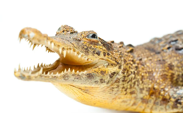 Crocodilo com dentes afiados isolados em fundo branco — Fotografia de Stock