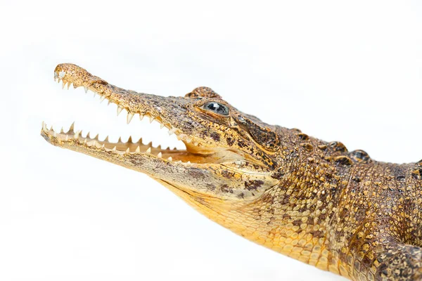 Krokodilkiefer mit scharfen Zähnen, isoliert auf weißem Hintergrund — Stockfoto