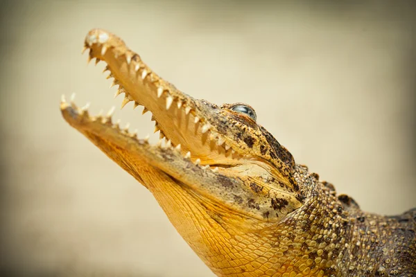 Crocodilo com boca aberta e dentes afiados close-up — Fotografia de Stock