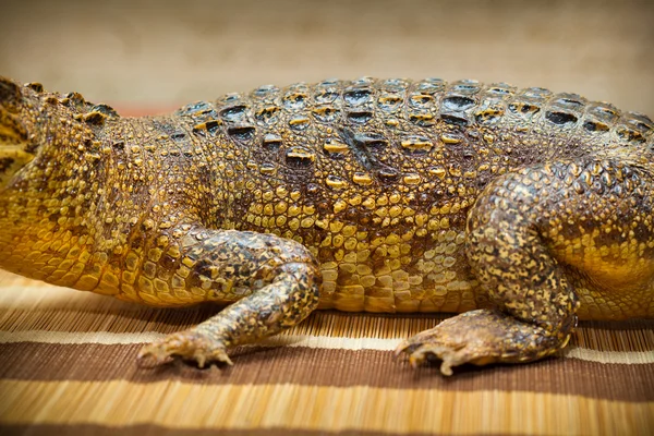 Textur der Krokodilhaut aus nächster Nähe — Stockfoto