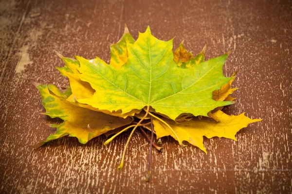 Autumn maple leaves, vintage style — Stock Photo, Image