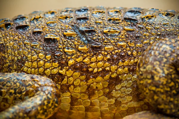 Textur der Krokodilhaut aus nächster Nähe — Stockfoto