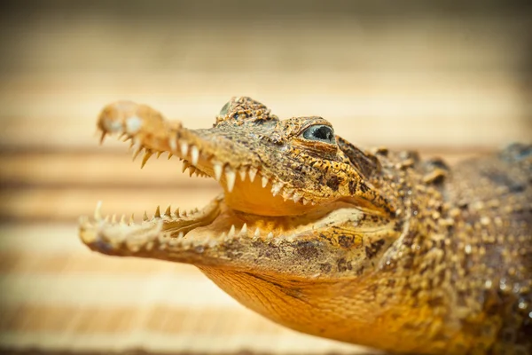 Krokodil mit offenem Mund und scharfen Zähnen in Großaufnahme — Stockfoto