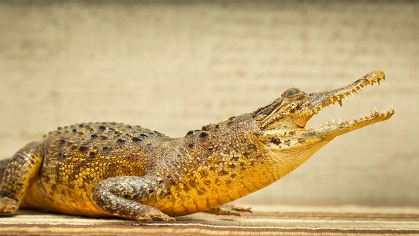 Crocodilo com boca aberta — Fotografia de Stock