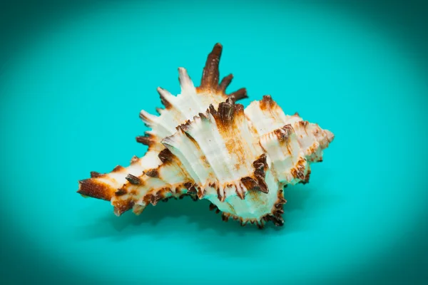 Shell with spikes on turquoise background — Stock Photo, Image