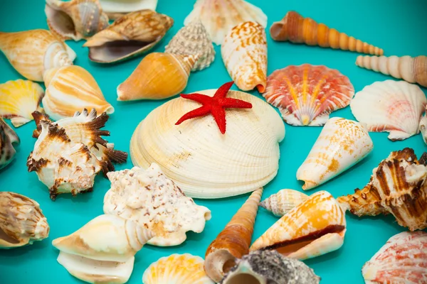 Conchas marinas, conchas marinas y estrellas de mar sobre un fondo turquesa — Foto de Stock