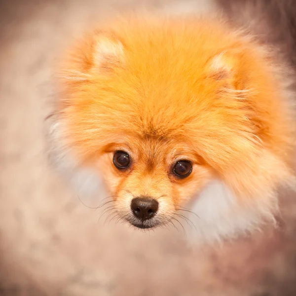 Cute dog pomeranian red color — Stock Photo, Image