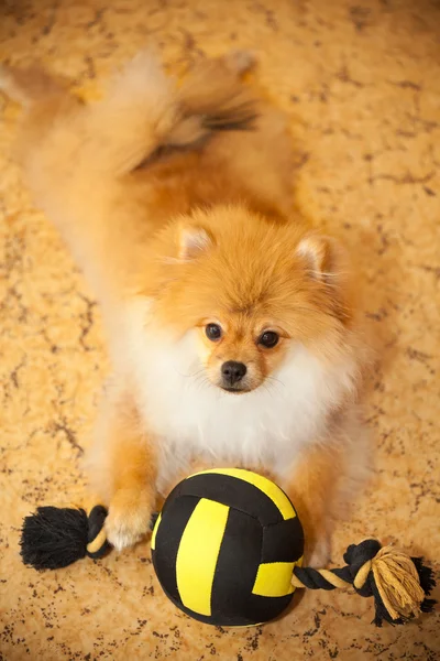 Dog spitz puppy lying on the floor with a toy — Stock Photo, Image