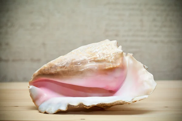 Gran concha de mar beige y rosa — Foto de Stock