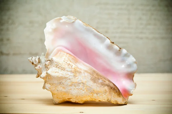Large sea shell — Stock Photo, Image