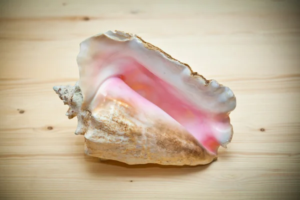 Large sea shell on a wooden board — Stock Photo, Image