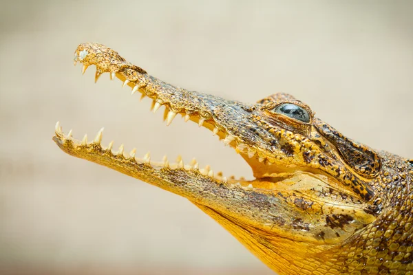 Boca aberta com dentes afiados crocodilo — Fotografia de Stock