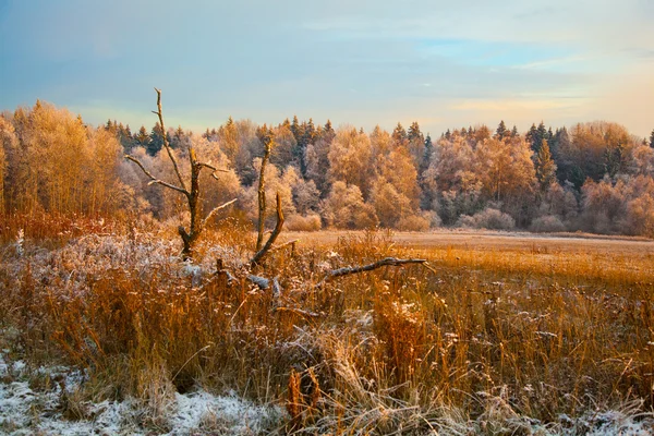 Krásné podzimní krajina při západu slunce, Les, pole a suché trávy. — Stock fotografie