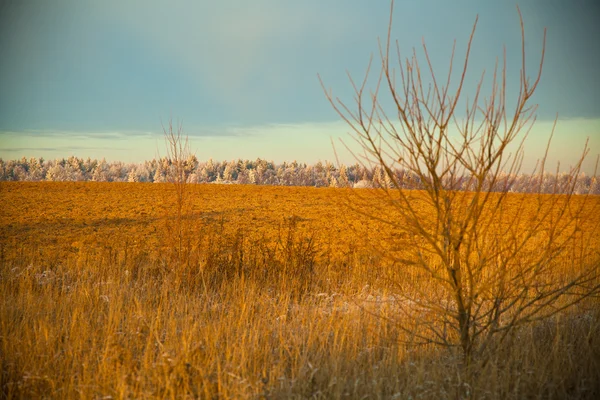 日没、フィールド、手前の乾燥木秋の風景 — ストック写真