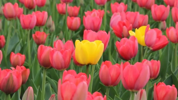 Tulipas Canteiro Flores — Vídeo de Stock