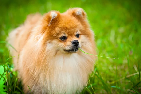 Spitz perro en la naturaleza del verano con una brizna de hierba en la boca — Foto de Stock