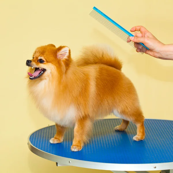 Dog Grooming Spitz. Beauty salon for animals — Stock Photo, Image