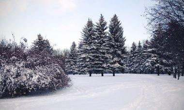 Kış karla kaplı çam ormanı