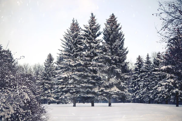Vánoční strom na sněhu v parku, zimní počasí. Padá sníh. — Stock fotografie