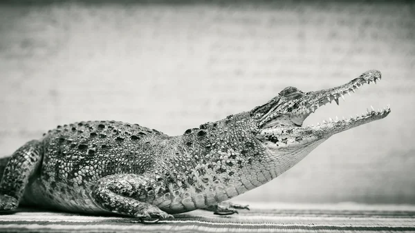 Crocodilo com boca aberta — Fotografia de Stock