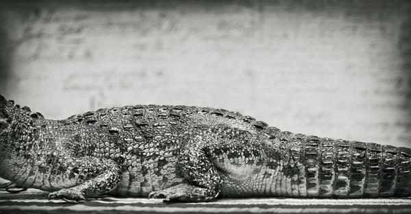 Der Körper eines Krokodils — Stockfoto