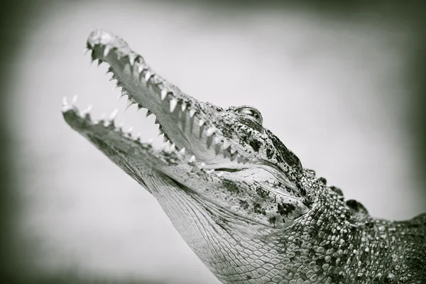 Mandíbulas de dentes de um crocodilo — Fotografia de Stock