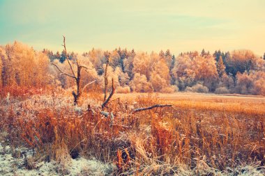 Günbatımı manzara. Kuru ot, Kuru ağaç, orman