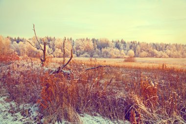 Sonbahar kırsal, kuru ot, alan, orman.