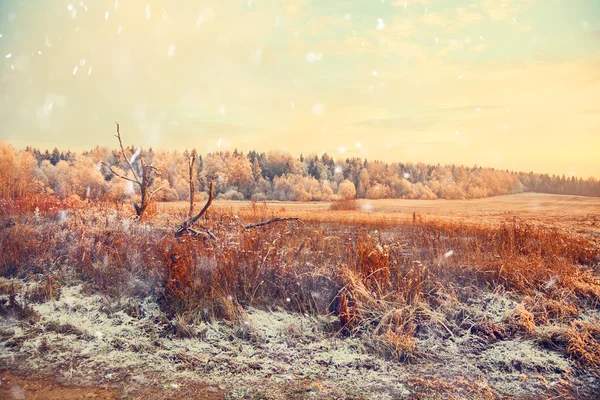 Winter landscape, a field with a dry grass and forest. snow falls — Stock Photo, Image