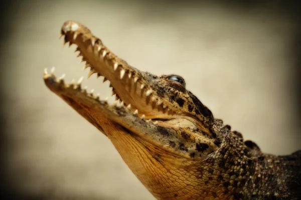 Aggressives Krokodil mit offenem Maul in Großaufnahme — Stockfoto