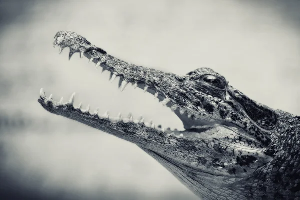 Jacaré selvagem com boca aberta com dentes — Fotografia de Stock