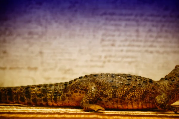 The body of a crocodile close up. skin texture — Stock Photo, Image