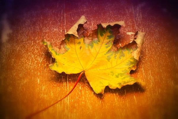 Maple leaf on bright background — Stock Photo, Image
