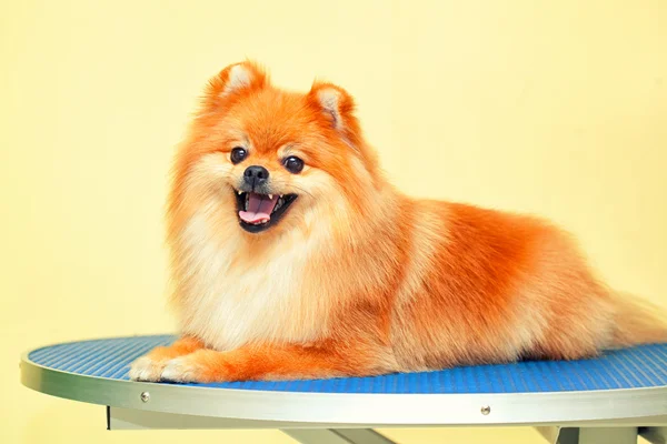 Happy Dog Spitz Smiles Shearing — Stock Photo, Image